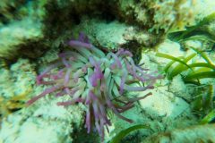 Snorkeling