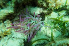 Snorkeling