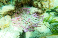 Snorkeling