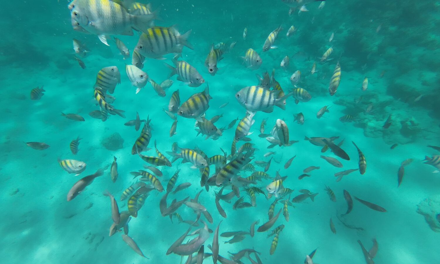 Colorful tropical fish swimming in crystal clear turquoise waters - Punta Cana snorkeling tour with taxiboat