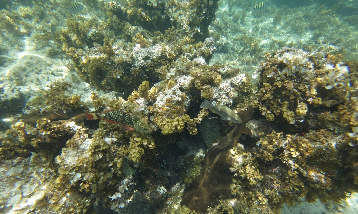 Vibrant coral reef with tropical fish at Punta Cana taxiboat tour destination showcasing marine biodiversity