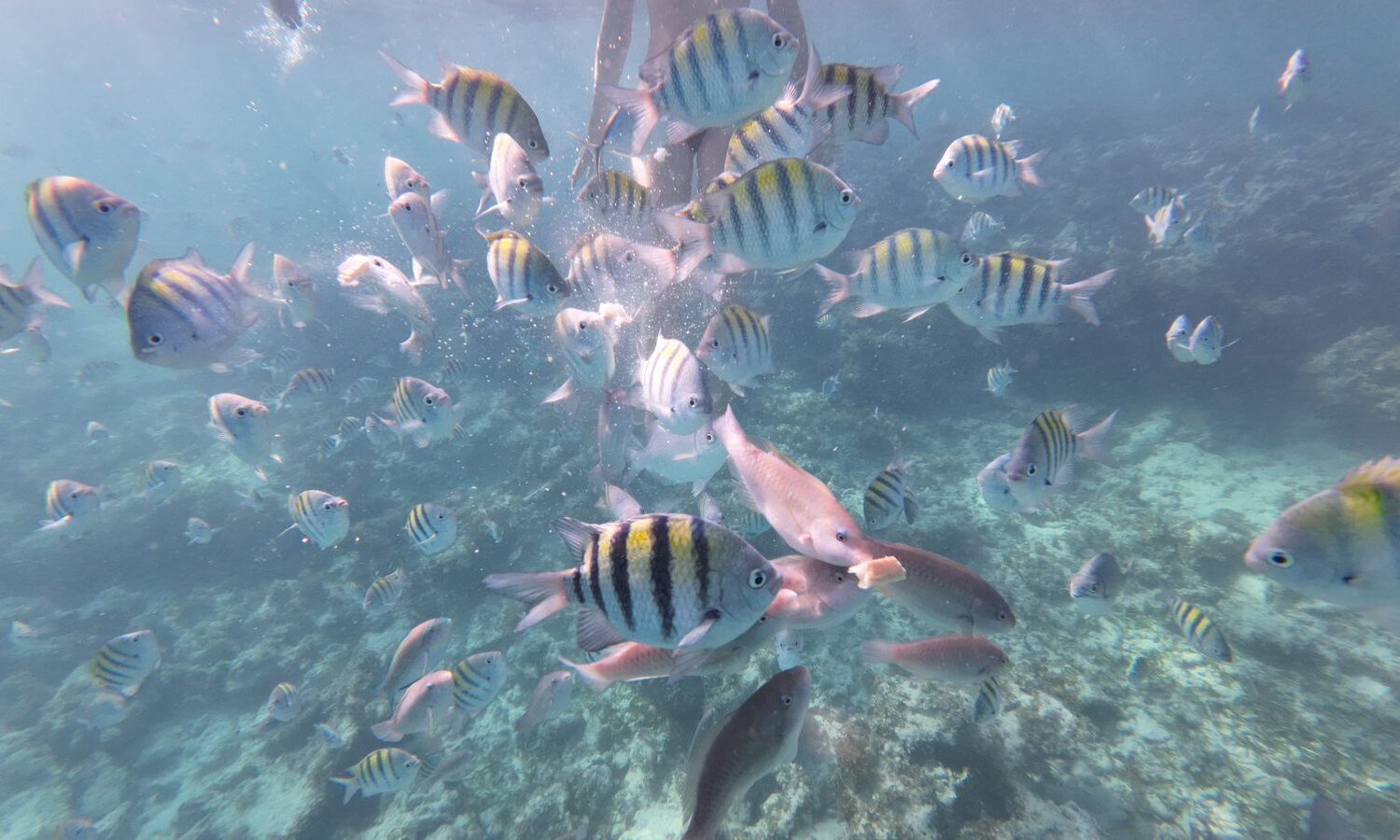 Colorful striped fish swimming underwater during snorkeling tour with taxiboatpuntacana.com in Punta Cana