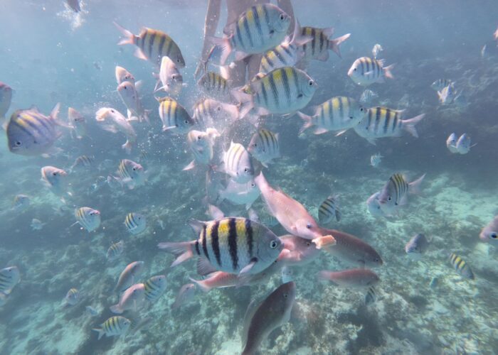 Colorful striped fish swimming underwater during snorkeling tour with taxiboatpuntacana.com in Punta Cana