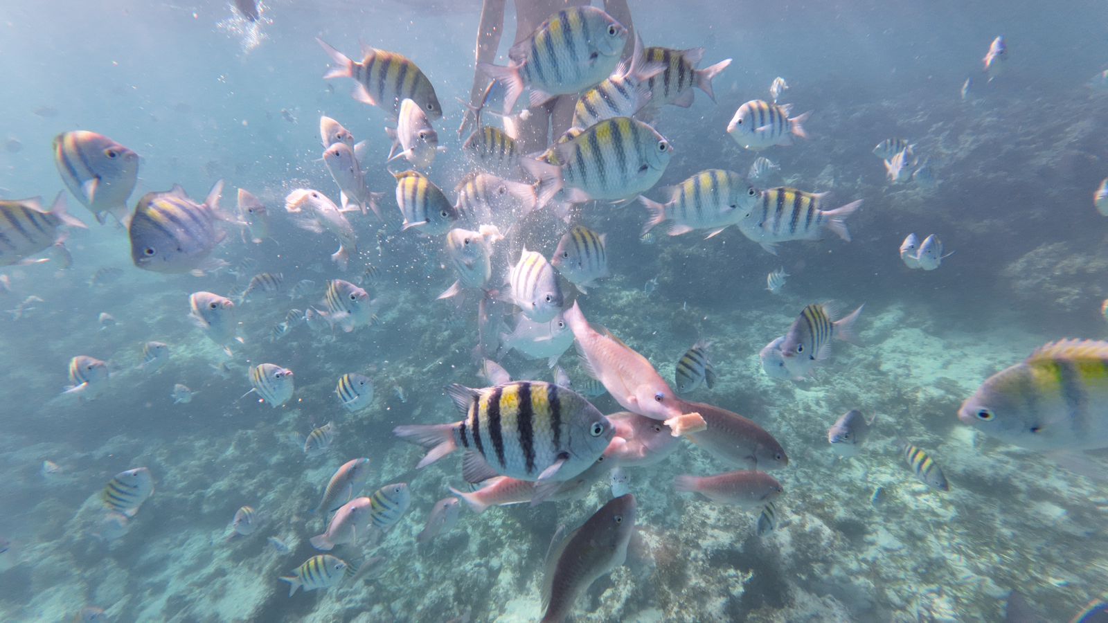 Colorful striped fish swimming underwater during snorkeling tour with taxiboatpuntacana.com in Punta Cana