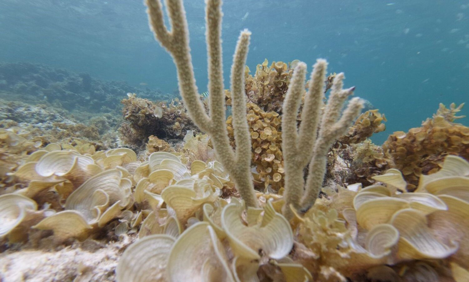 Underwater coral reef with tube corals and sea anemones in Punta Cana, featured in taxiboatpuntacana.com tours