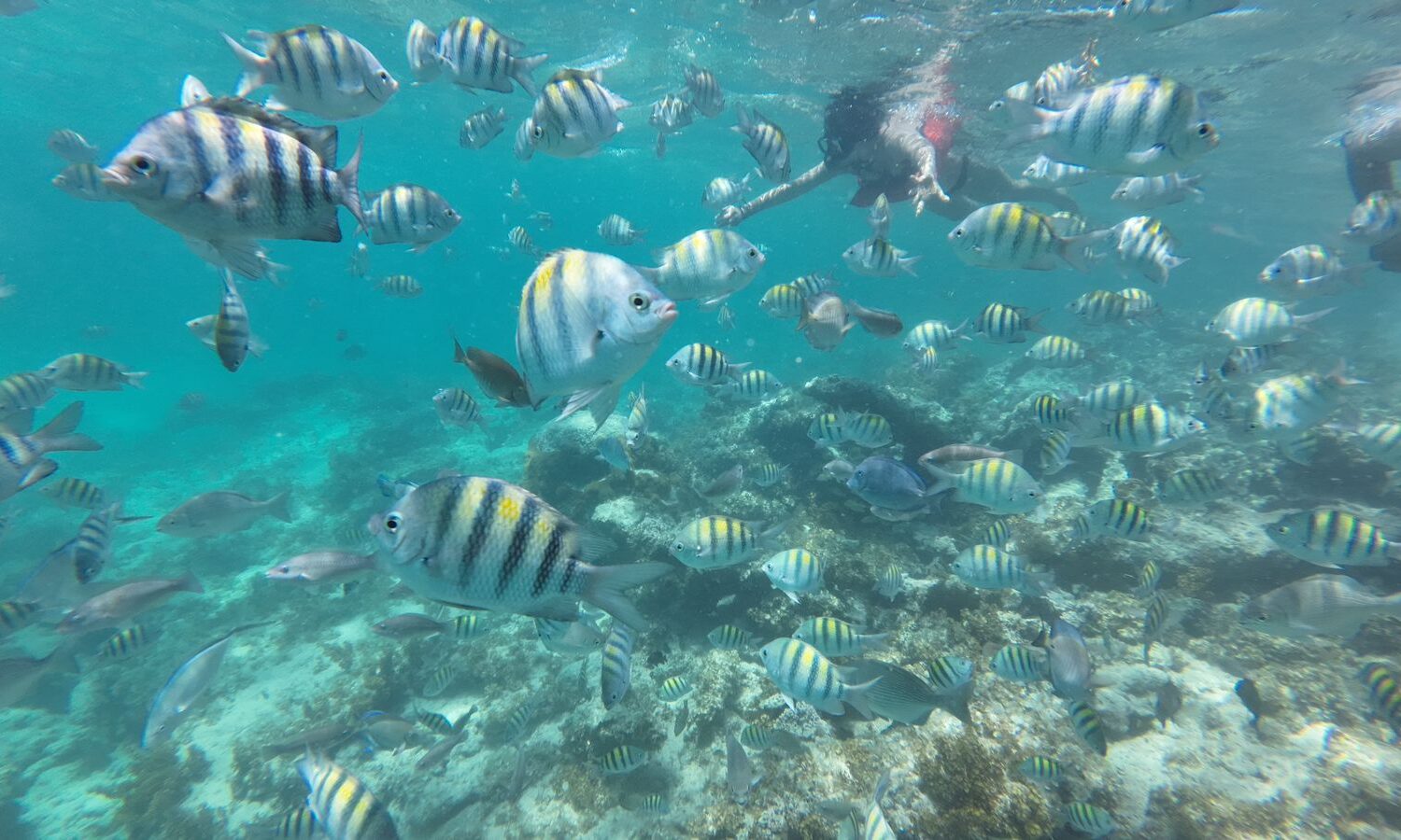 Snorkeling with striped tropical fish at Punta Cana reef - taxiboatpuntacana.com tour experience