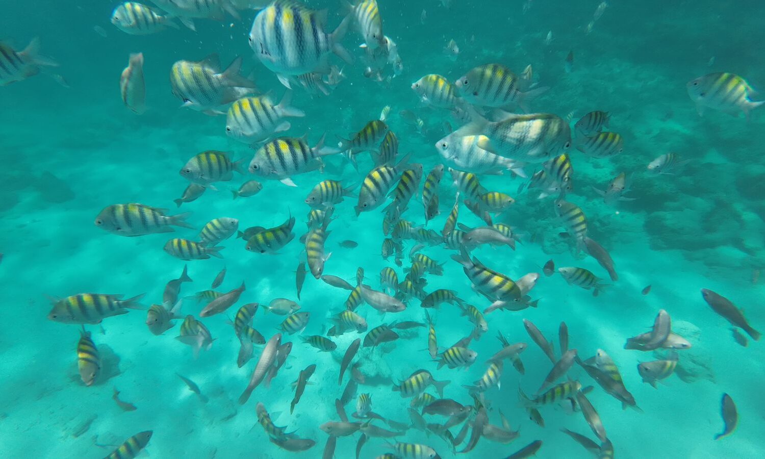 Colorful striped fish swimming in crystal clear turquoise waters during a Punta Cana taxiboat snorkeling tour