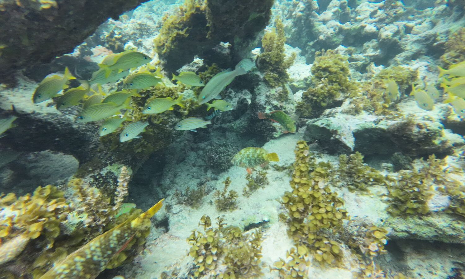 Colorful coral reef with yellow tropical fish at taxiboatpuntacana.com snorkeling destination in Punta Cana