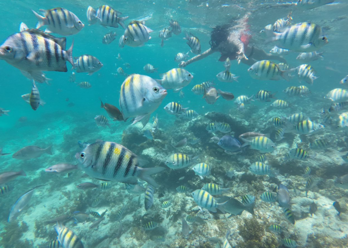 Colorful striped fish swimming around coral reef during Punta Cana taxiboat snorkeling tour