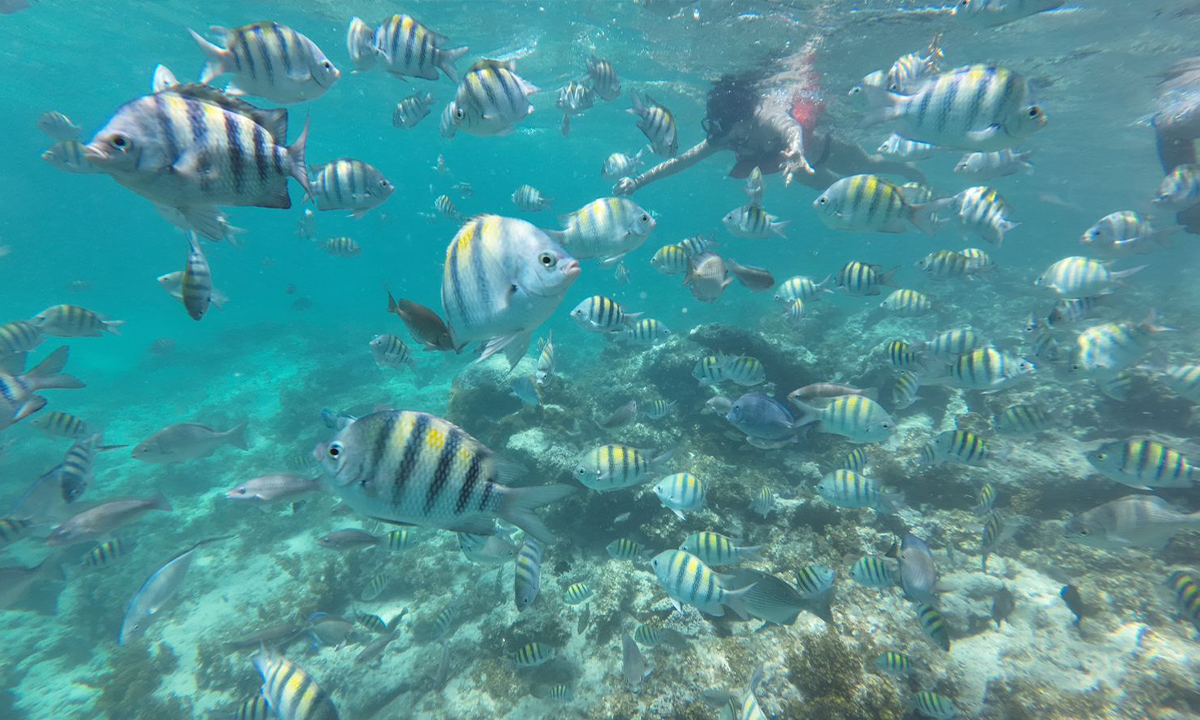Colorful striped fish swimming around coral reef during Punta Cana taxiboat snorkeling tour