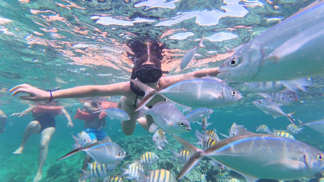 Snorkeling with Tropical Fish in Punta Cana – funpuntacanatours.com Snorkeler swimming with tropical fish in crystal clear waters - Fun Punta Cana Tours snorkeling adventure